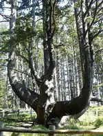octopus_tree.webp
