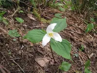 siletz 008.webp