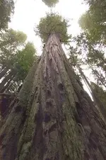 tree.webp