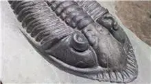 ODONT1.webp