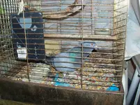 2011 may 05 pigeon.webp