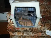 2011 may 05 cats.webp