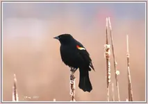 IMG_5668Black Bird.webp
