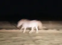 Ghost Horse.webp Ghost Horse.webp