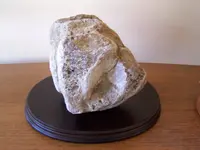 sponge fossils004.webp