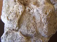 sponge fossils006.webp
