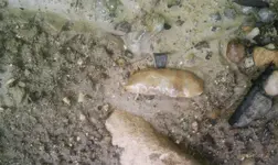 creekside.webp