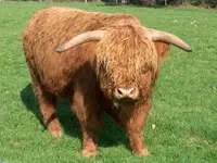 Cow_highland_cattle_mirrored.webp