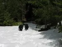 snowrun.webp