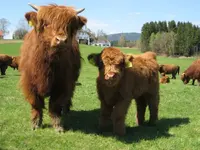 Highland_Cattle_2.webp