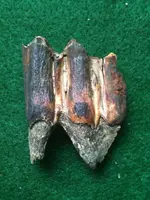 tooth side 1.webp