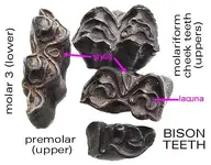 bisonteethocclusalstylid.webp