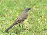Yellow_wagtail_(Female-_melanogrisea_race)_at_Kolkata_I_IMG_4681.webp