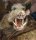 hog.webp hog.webp
