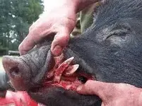 hog t.webp hog t.webp