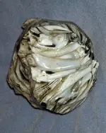 100_4091.webp