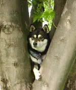 Nestled in the tree.webp
