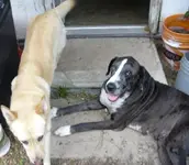 doggys.webp
