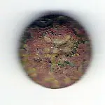 buttonfr.webp