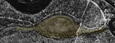 turtle_enh.webp