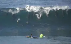 surf dolphin.webp
