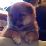 Takara puppy.webp