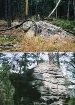 rocks  turtles.webp
