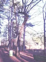 tree02_a.webp