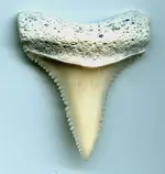 tooth.webp