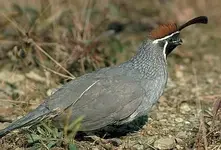 Desert-quail-14017[1].webp