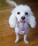 MISSY -  Bichon Friz.webp