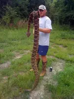 Snake in Texas.webp