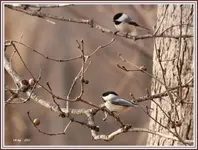 Chickadee1.webp