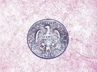 GEDC1321.webp