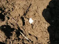 2011-03-08 003.webp