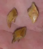 100_1308scale.webp