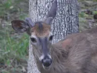 Backyard Critters 035.webp