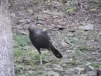 Backyard Critters 022.webp