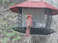 Backyard Critters 009.webp