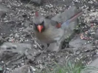Backyard Critters 015.webp