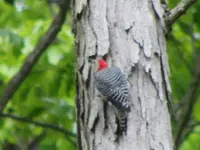 Backyard Critters 017.webp