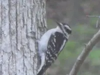 Backyard Critters 039.webp