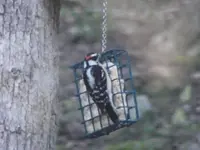Backyard Critters 042.webp