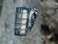 Backyard Critters 050.webp