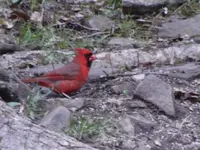 Backyard Critters 054.webp