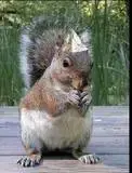 th_tinfoilhatsquirrel.webp