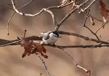 IMG_5082 Nuthatch re.webp