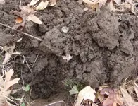 CB dirt 1 small.webp