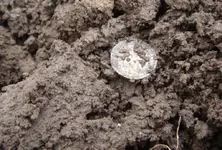 CB dirt 2 small.webp