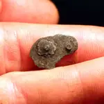 NH FINDS 05-07 008.webp